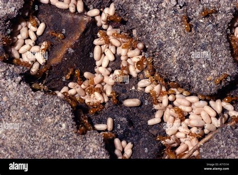 find ant nests   ants  uqjfk