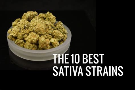 The 10 Best Sativa Strains | The Spot 420