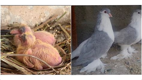 Day To Day Pigeon Growth 1 To 30 Days Progress And After 5 Months