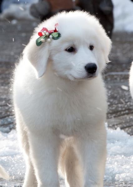 Charity Santa Paws 2 The Santa Pups Photo On Mycast Fan Casting