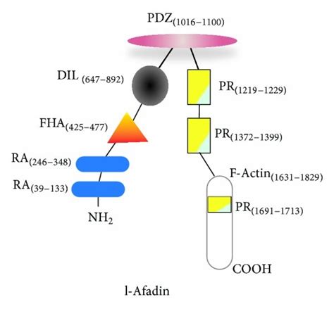 Anatomy Of Afadin Molecule The Modular Structure Of L Afadin A And