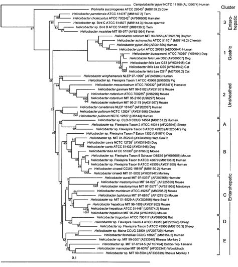 Neighbor-joining tree based on comparison of 16S rRNA gene sequences ...