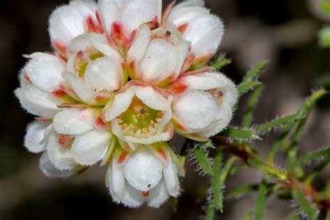 Chamelaucium Drummondii Meisn This Beautiful Chamelaucium Flickr