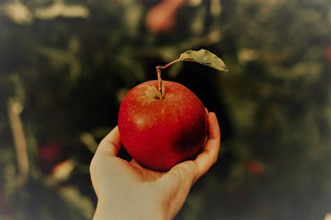 temptation  oxford review