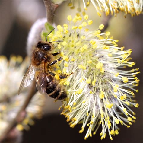 Trogtrogblog Honey Bees On Pussy Willow