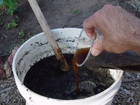 Подкормка туи осенью: чем удобрять туи для роста | qlumba.com