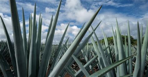 Presentan Queja Contra M Xico Por Cultivo Masivo De Agave En Jalisco