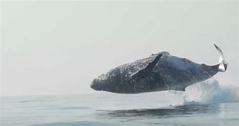 This Epic Bloody Video Showed 40 Tonne Whale Leaping Completely Out Of