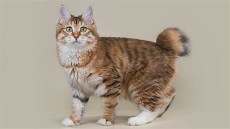 facts   kurilian bobtail   unusual russian cat breed