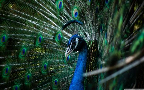 Peacockwallpapers - Wallpaper Cave