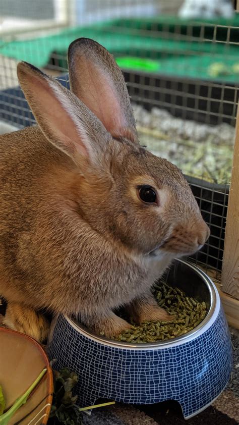 The Best Way To Keep Rabbits Out Of Your Garden (2026)