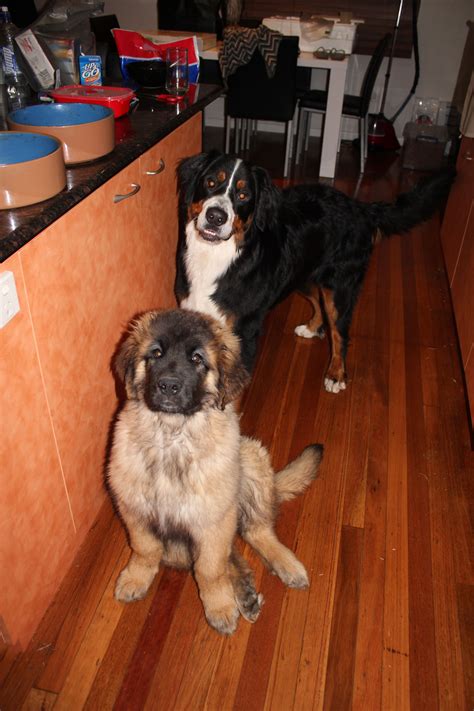 Kaiser The Leonberger And Zeus The Bernese Mountain Dog Leonberger Dog