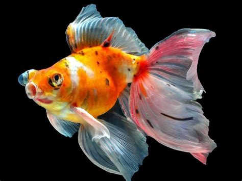 Ikan Koki