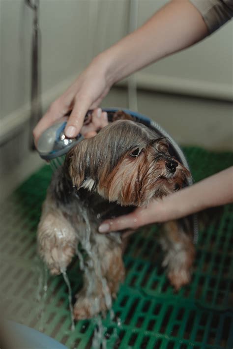Train Your dog like a Pro: The Best Dog Training in Fort Hood, TX