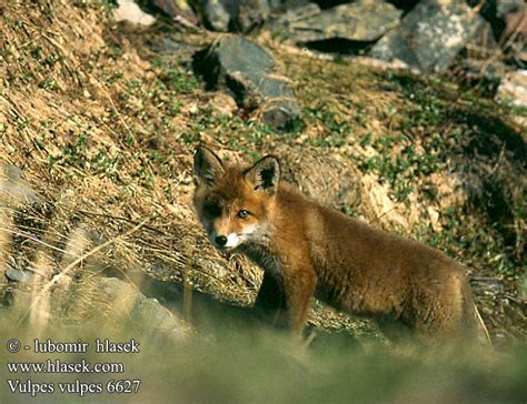 Vulpes vulpes Red Fox Renard Roux Rotfuchs Zorro liška obecná líška ...
