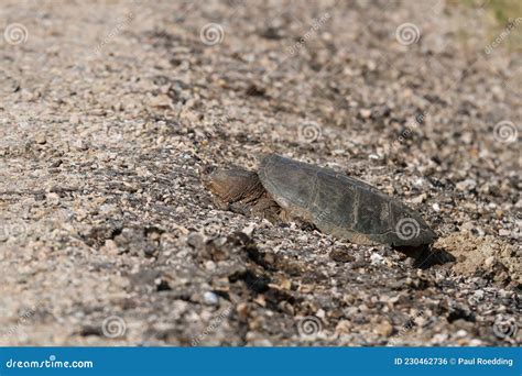 Snapping Turtle Laying Eggs in a Nest Stock Photo - Image of highway ...