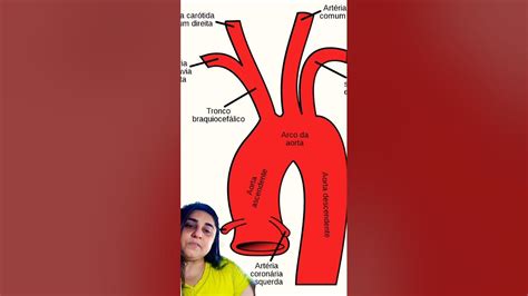 Ramificações do arco ou cajado da aorta #anatomia #anatomiafacil # ...