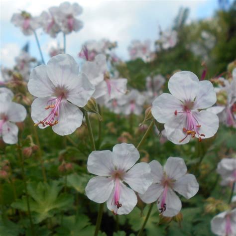 Герань кембриджская 'Biokovo' (Geranium cant. 'Biokovo')