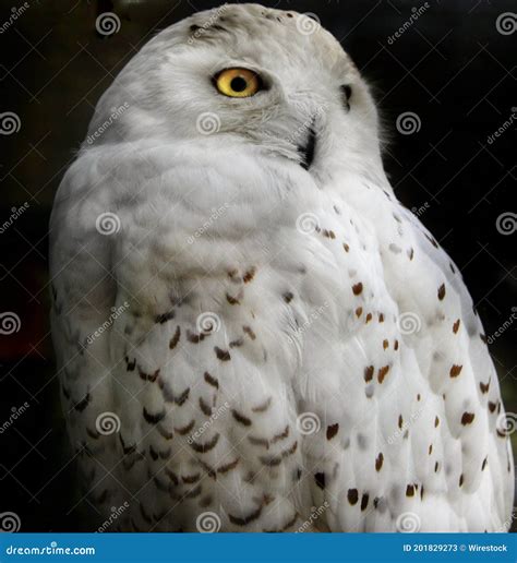 Vertical Shot Of A Snowy Owl With Yellow Eyes Stock Image Image Of