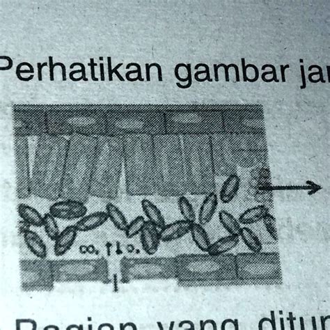 Solved 25 Perhatikan Gambar Jaringan Daun Berikut Bagian Yang