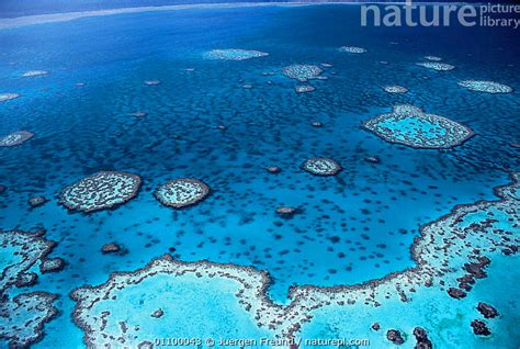 Stock Photo Of Aerial View Of Hardy Reef Great Barrier Reef