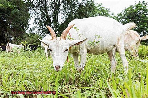 What Herbs Can Goat Eat Rock Your Pets