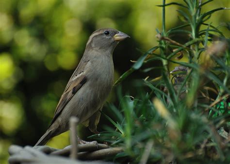 Arné Roest Natuurfotografie Tuinvogels