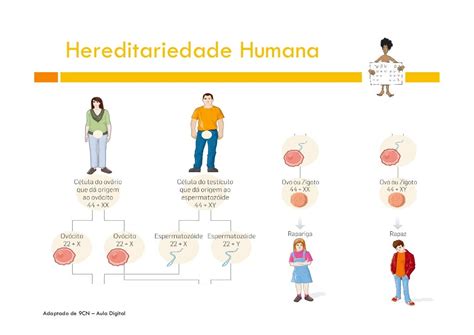 A Hereditariedade Tem Sido Estudada Através Da Genética Desde Cedo