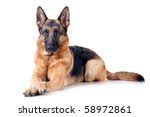 German Shepherd Dog Free Stock Photo - Public Domain Pictures