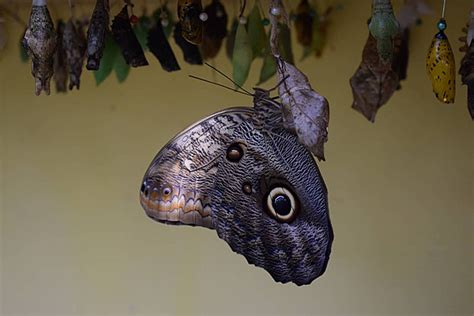 Vibrant Butterfly In Palm Beach Arubas Farm Beauty Background Closeup