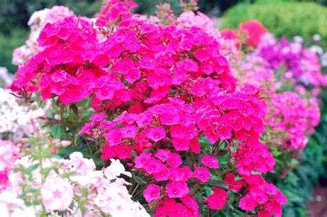 Флоксы: посадка и уход в открытом грунте