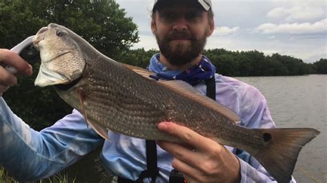 Monster Tailing Redfish And 40lb Drum In Cedar Key Youtube