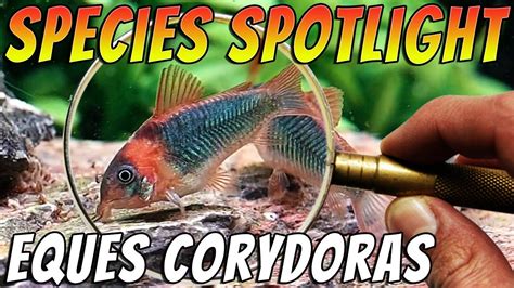 Eques Corydoras Corydoras Eques Rare Freshwater Aquarium Cory