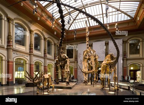 Skeletons of dinosaurs at Berlin Museum of Natural History ...