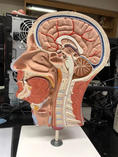 Sagittal Section Of Head Diagram Quizlet