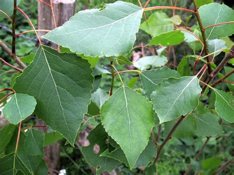 Тополь черный, кап