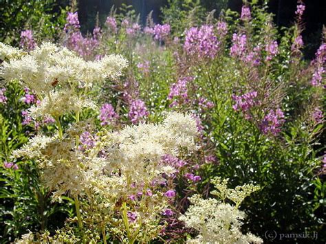 Травы, травы, травы и Берендеев чай из иван-чая: pamsik — LiveJournal