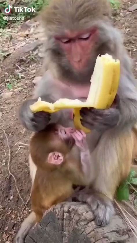 Nature Is Amazing On Twitter Monkeys Dont Like The Stringy Bits