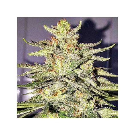 Lord Kush Delicious Seeds Seeds Bank Cz