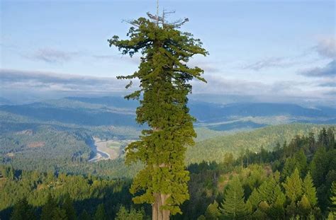 Hyperion tree, the world's tallest tree, estimated to be between 700 ...