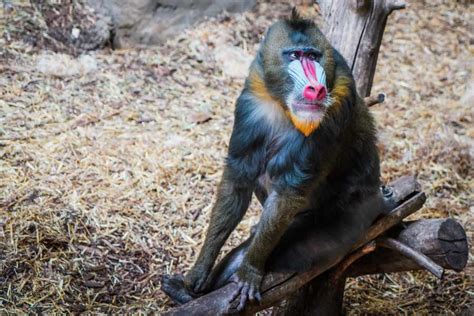 types  monkey  pictures facts monkey groups species