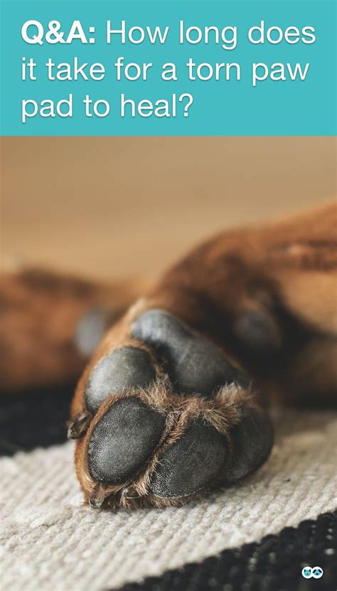 How Long Does It Take For A Dogs Torn Paw Pad To Heal And What Can We