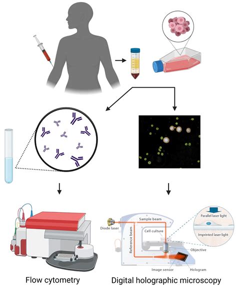 circulating tumor cell models mimicking metastasizing cells  vitro