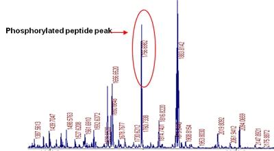 Identify Phosphorylation Site Applied Biomics