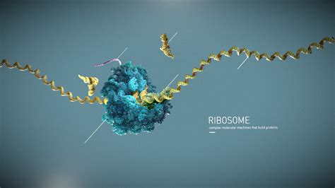 Ribosome 3d Model By Madmicrobe 2df1aee Sketchfab