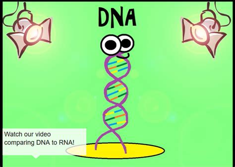 Amoeba Sisters Dna Structure