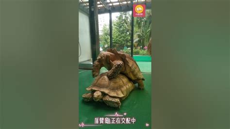 第一次看到盾臂龜在交配🙈 Geochelone Sulcata 屯門爬蟲館 Shorts Youtube