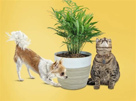 10 Plantas Que São Seguras Para Cães E Gatos