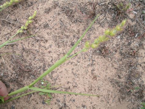 Sand Briar Or Bur Plantdoc