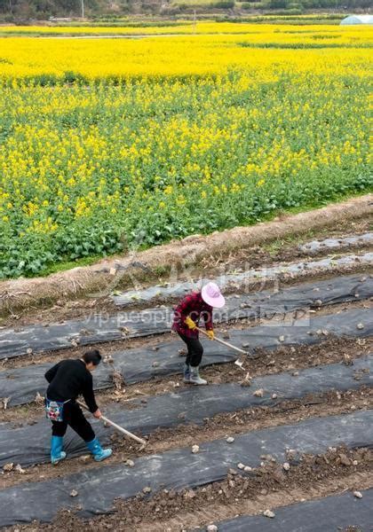 贵州从江：雨水至 农事忙 人民图片网